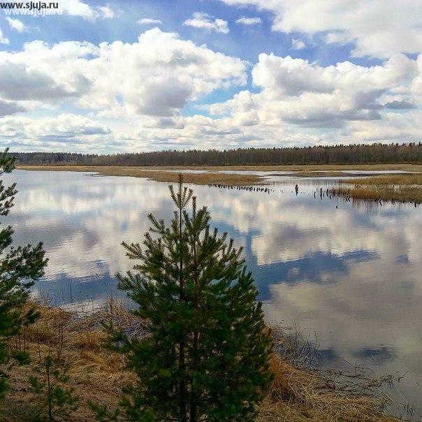Какая прекрасная погода за городом в лесу или на озере. Мы сейчас в поселке Барышево отдыхаем Всем нашим рабочим коллективом компания скалодром Жужа , все просто счастливы, что вырвались из города на природу #жужа #коллектив #природа #барышево #ленобласть #озеро #лес #елки #чудно #погода #тишина #небо @ Барышево